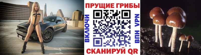 как найти наркотики  Острогожск  Галлюциногенные грибы Magic Shrooms 